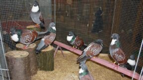 Fremdbefruchtungen in der Taubenzucht