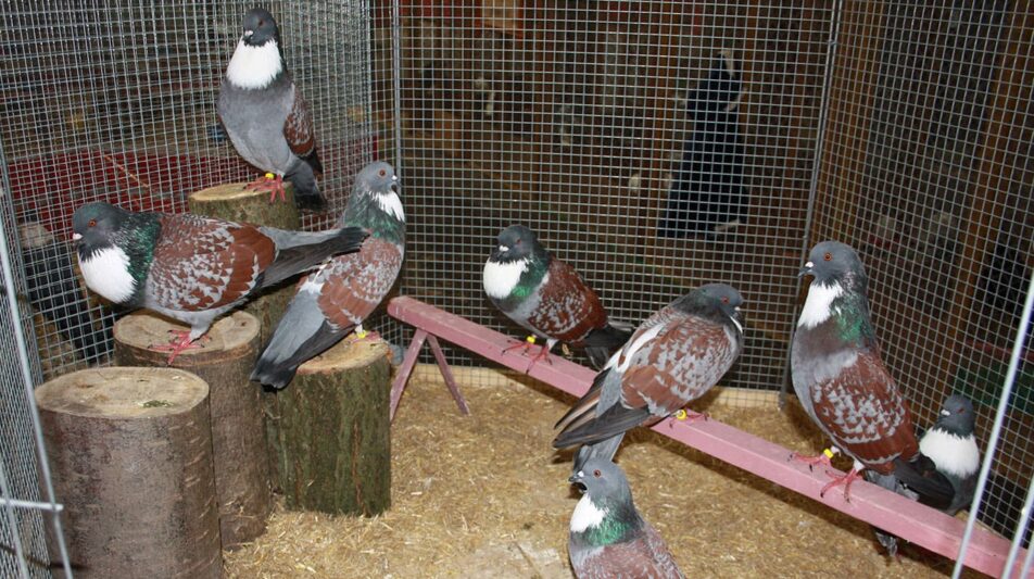 Fremdbefruchtungen in der Taubenzucht
