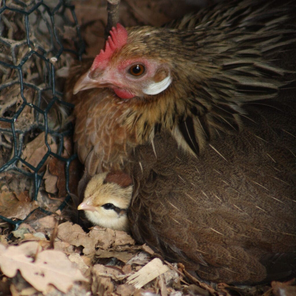 Glucke mit Küken im Frühjahr