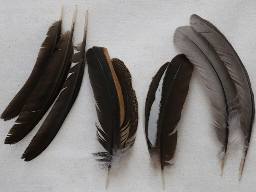 Hand- und Armschwingen verschiedener Hühnerrassen