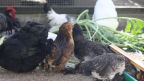 Jungtiere – wie viel Nachzucht ist nötig?