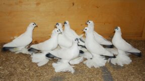 Latschenbildung bei unseren Taubenrassen