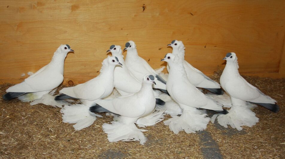 Latschenbildung bei unseren Taubenrassen