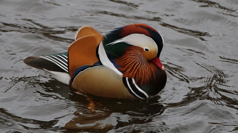 Ziergeflügel in unseren Zuchtanlagen