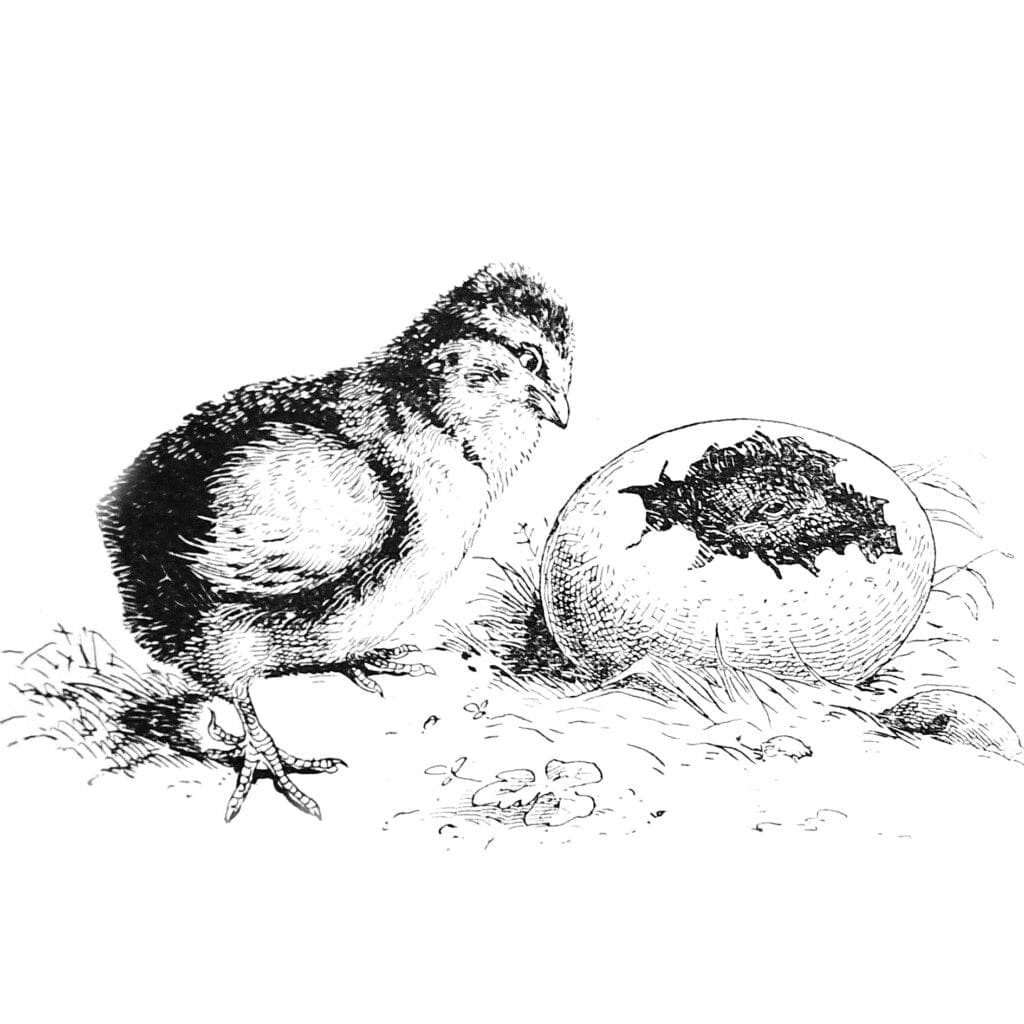 Mit dem Schlupf beginnt die Kükenzeit