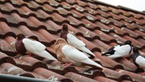 Freiflug – Tauben auf dem Hof und dem Dach