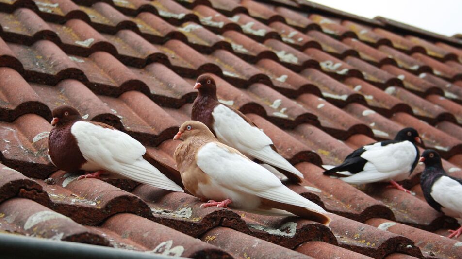 Freiflug – Tauben auf dem Hof und dem Dach