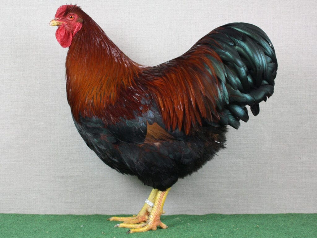 Rost-rebhuhnfarbiger Dresdner-Hahn