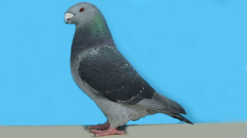 Show Racer – kleine Athleten aus den USA