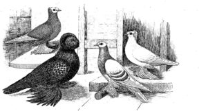 Haustauben als Erben der Felsentauben