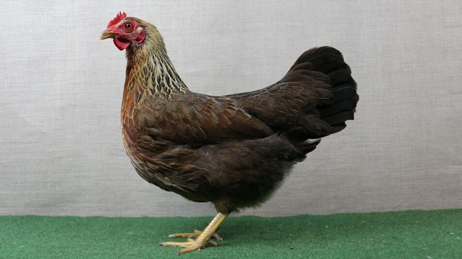 Neuzüchtungen und ihre seitherige Entwicklung