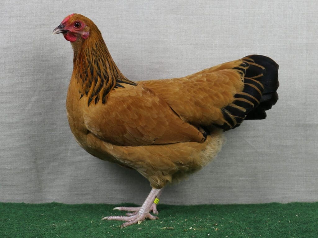 Vor über 50 Jahren unter den Neuzüchtungen - Deutsches Zwerg-Reichshuhn, gelb-schwarzcolumbia