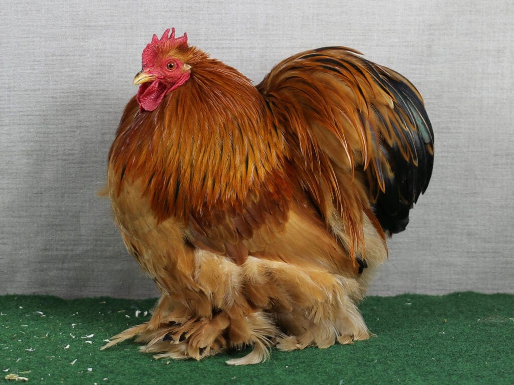 Zwerg-Cochin, gelb-schwarzcolumbia