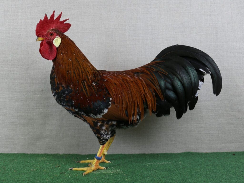 Zwerg-Italiener, goldbraun-porzellanfarbig