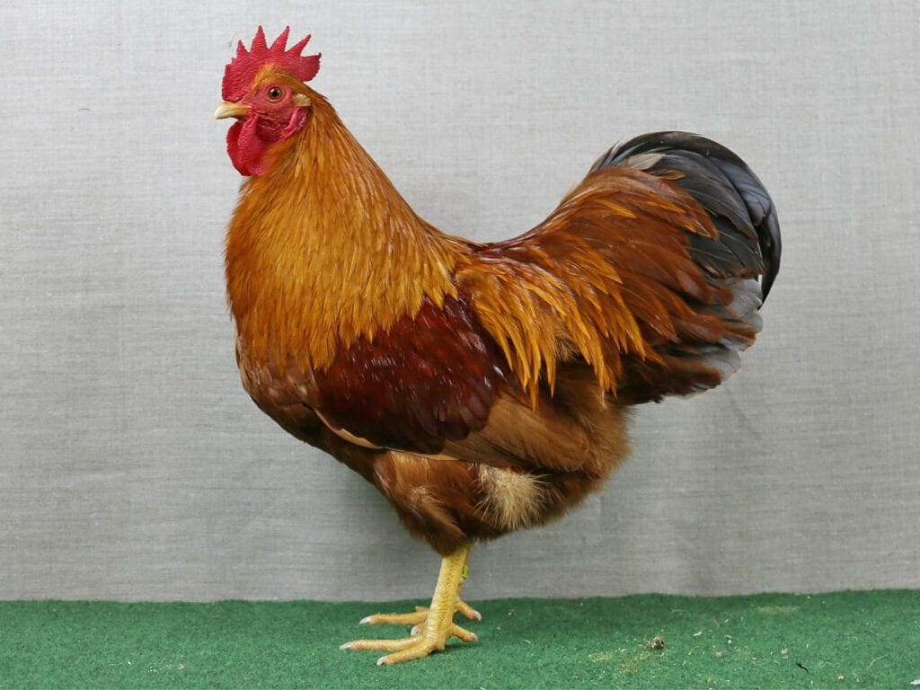 Blau-goldbrauner Zwerg-New Hampshire-Hahn