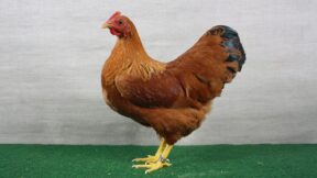 Zwerg-New Hampshire – leistungsstarke Zwerghühner