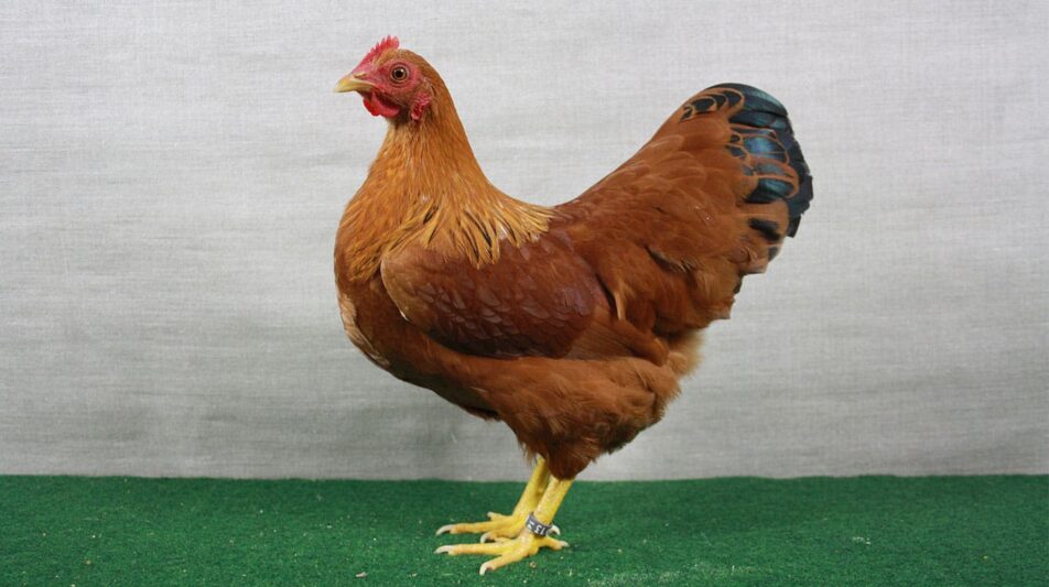 Zwerg-New Hampshire – leistungsstarke Zwerghühner