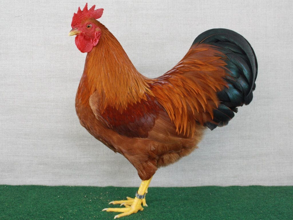 Zwerg-New Hampshire, goldbraun