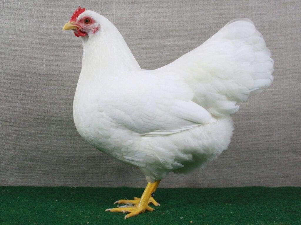 Weiße Zwerg-New Hampshire-Henne