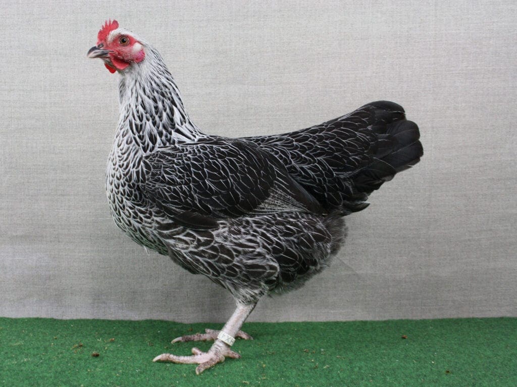 Zwerg-Sussex, grausilber