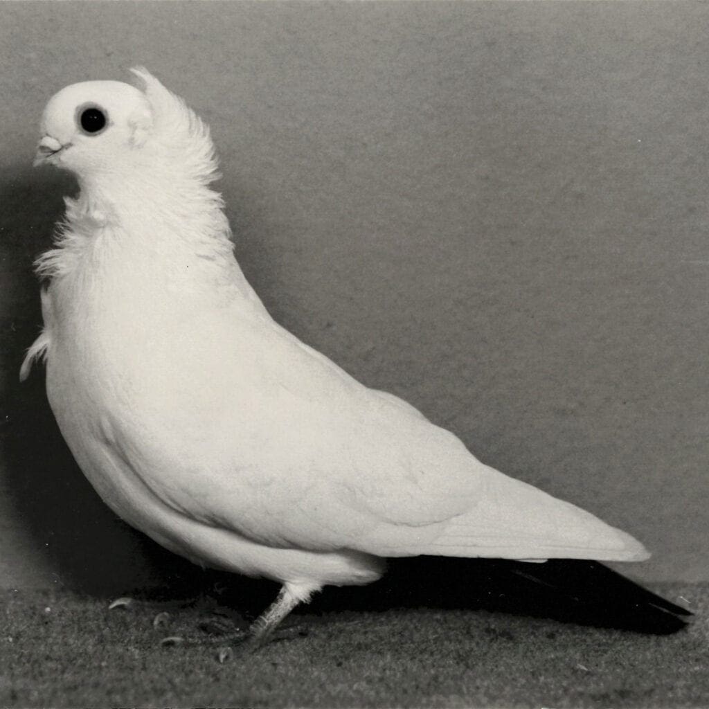 Altdeutsches Mövchen, farbschwänzig, als Neue Tauben 1977