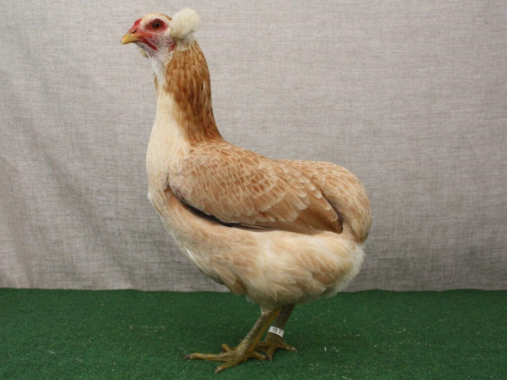 Araucana-Henne in Weizenfarbig