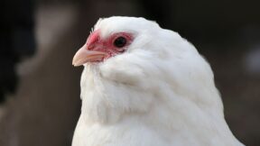 Bartbildung bei unseren Hühnern