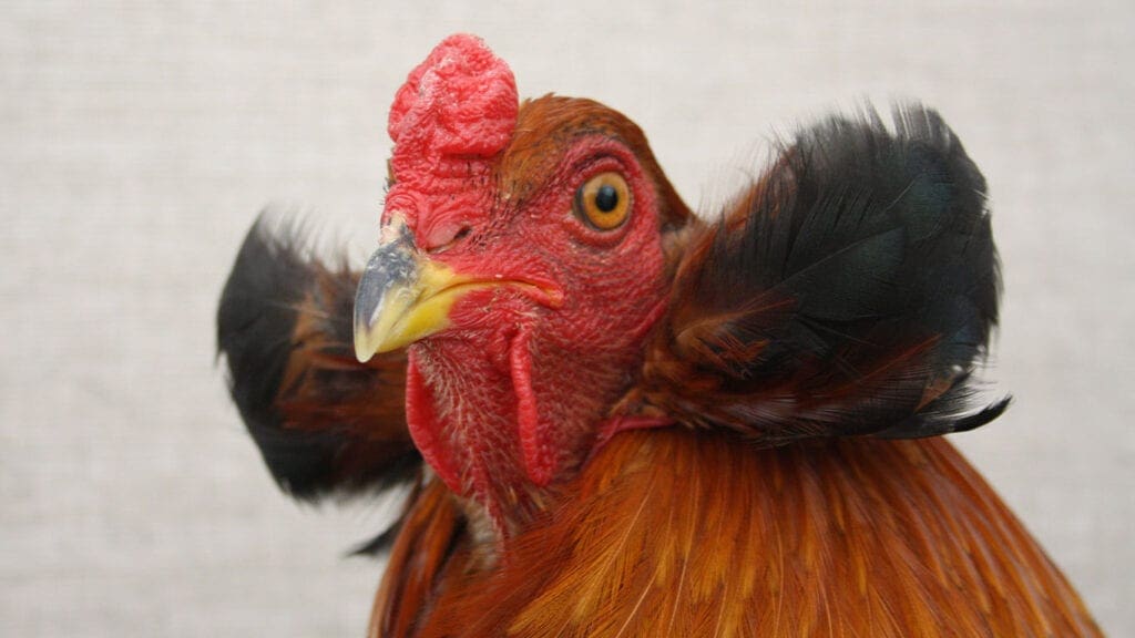 Bommeln sind ein einzigartiges Merkmal der Araucana