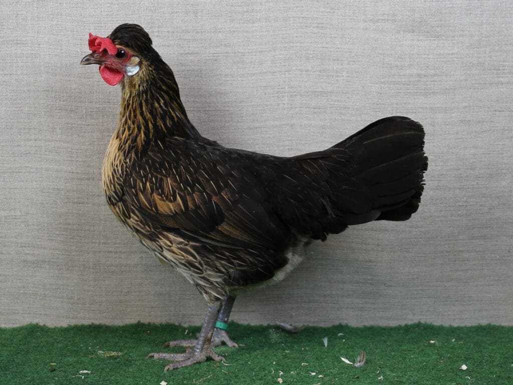 Brabanter Zwerg-Bauernhuhn