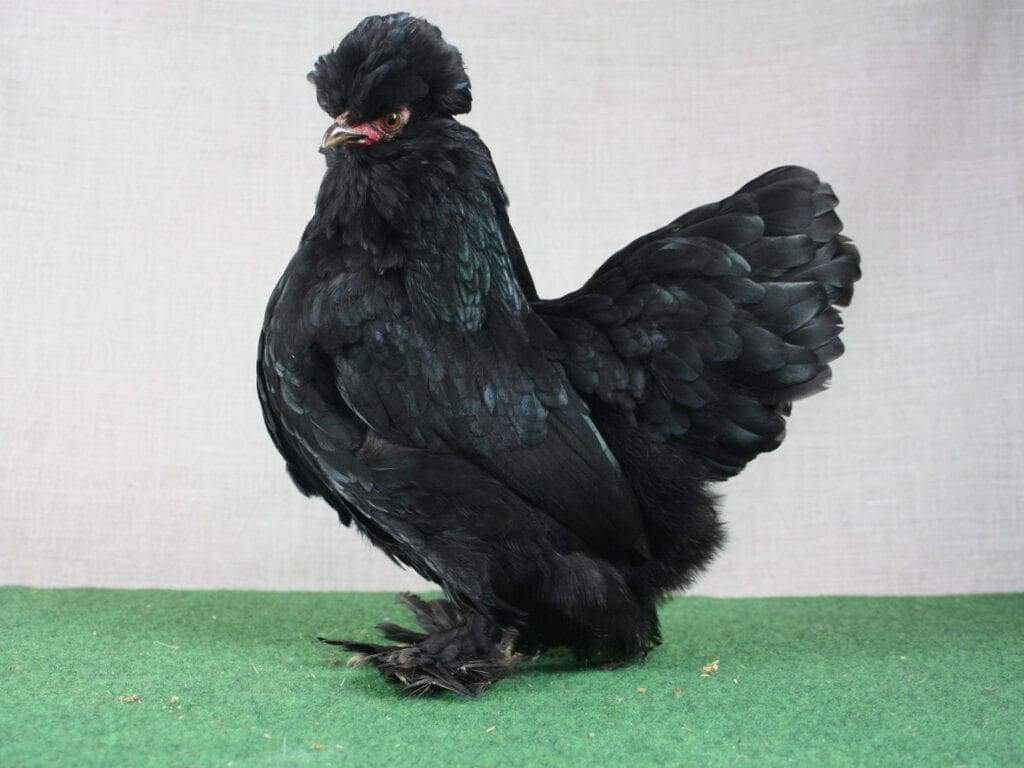 Burma-Zwerghuhn mit Schopf- und Bartbildung