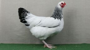 Leistungserfassung im Hühnerbereich