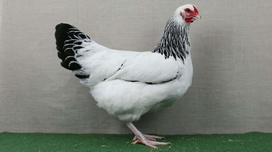 Leistungserfassung im Hühnerbereich