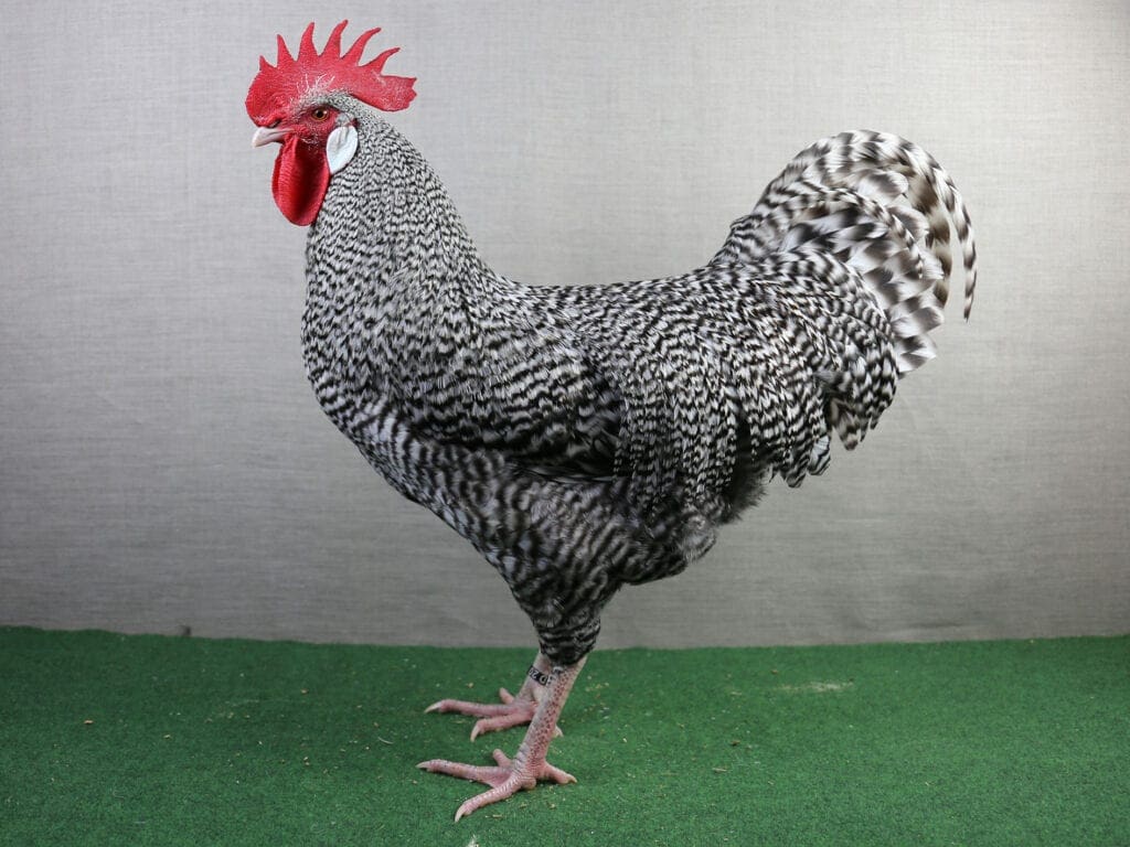 Deutsche Sperber als Teilnehmer der Leistungserfassung