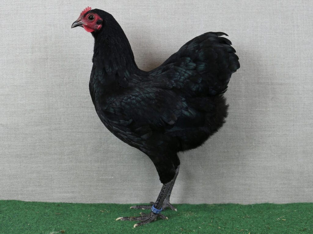 Deutsche Zwerg-Langschan in Schwarz