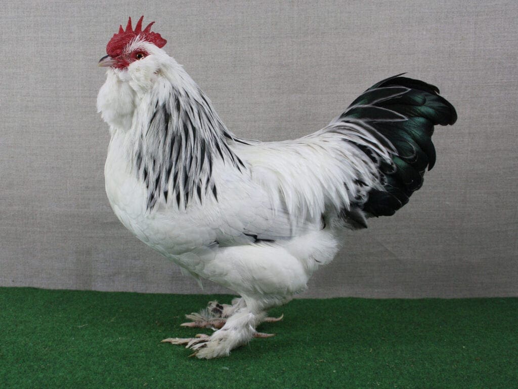 Deutsches Zwerg-Lachshuhn mit toller Bartbildung