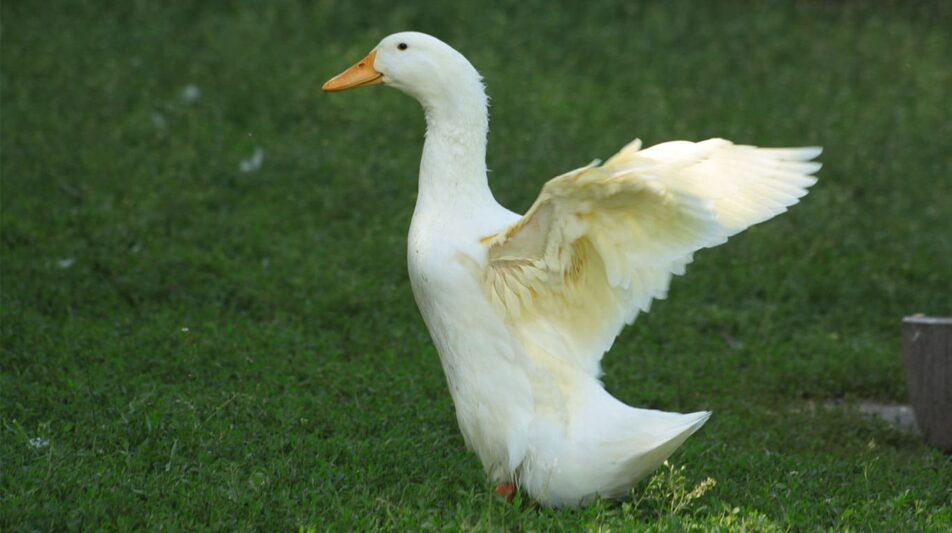 Grasauslauf für unser Rassegeflügel