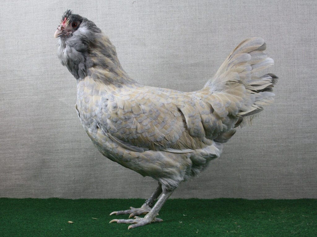 Eulenbarthuhn, isabell-perlgraugetupft