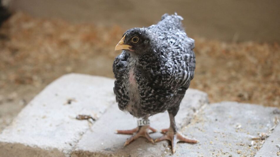 Federpicken ist nicht erwünscht