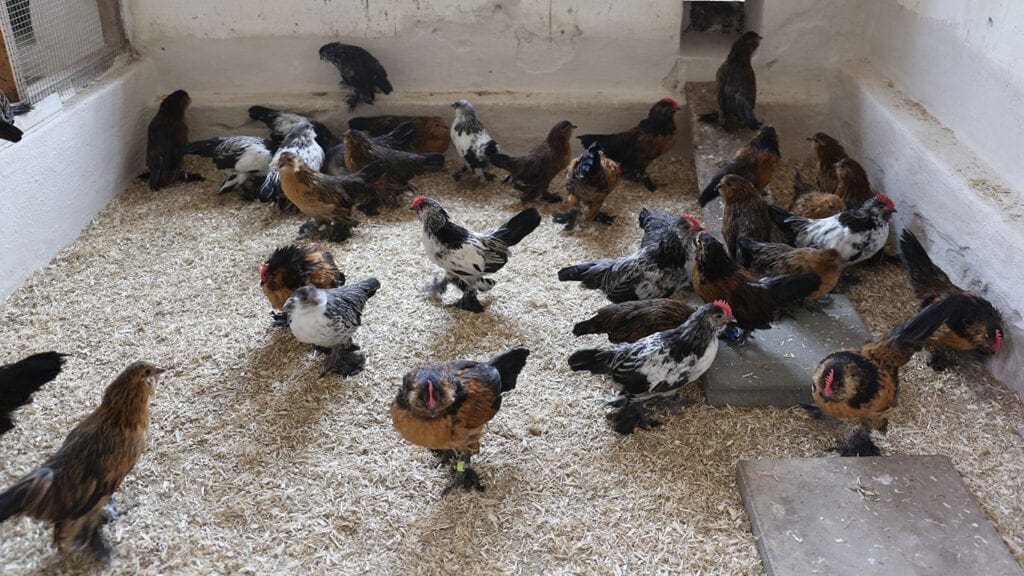 Genügend Platz und Sauberkeit vermindern Unarten wie das Federpicken