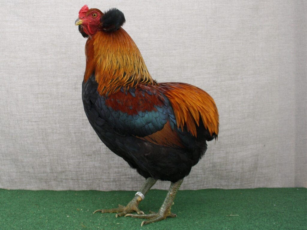Goldhalsiger Araucana-Hahn mit ausgeprägten Bommeln