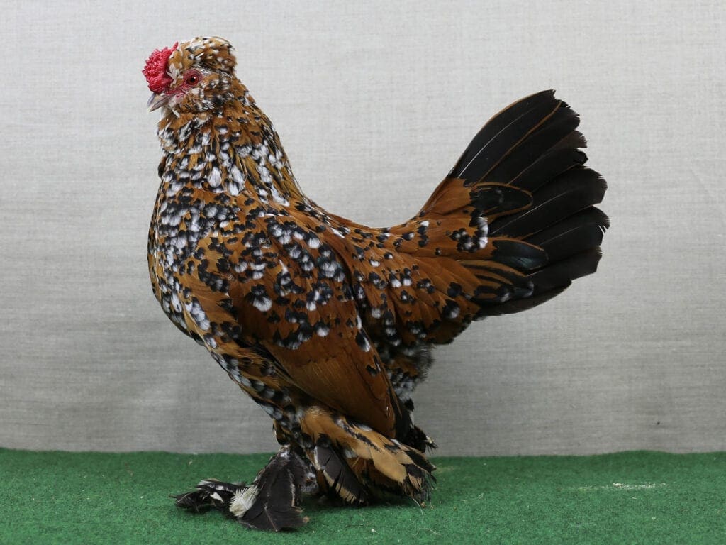 Hengeloer Zwerghuhn in Gold-Porzellanfarbig