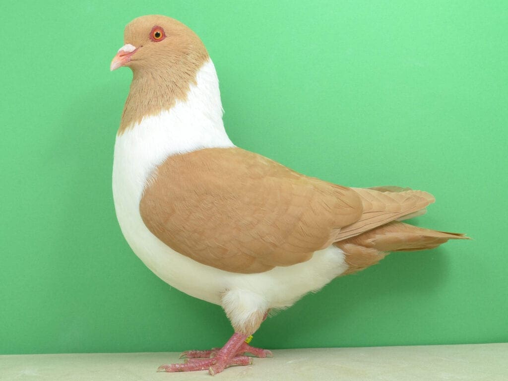 Mährische Strasser-Täubin in Gelb