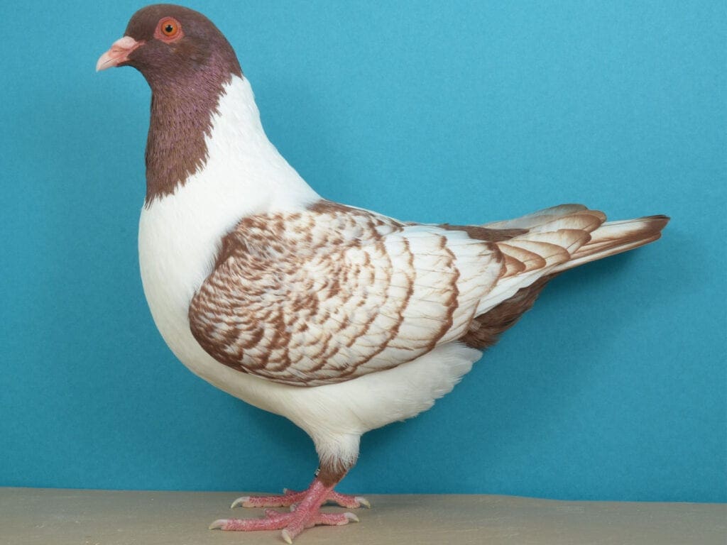 Mährische Strasser, rotgesäumt