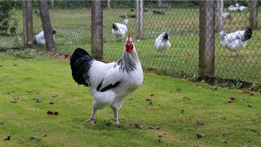 Nicht nur Sussex wissen einen Grasauslauf zu schätzen