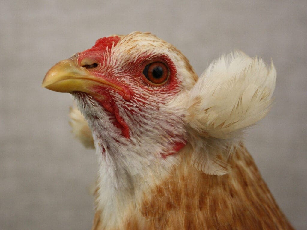 Prima Bammeln bei einer weizenfarbigen Henne