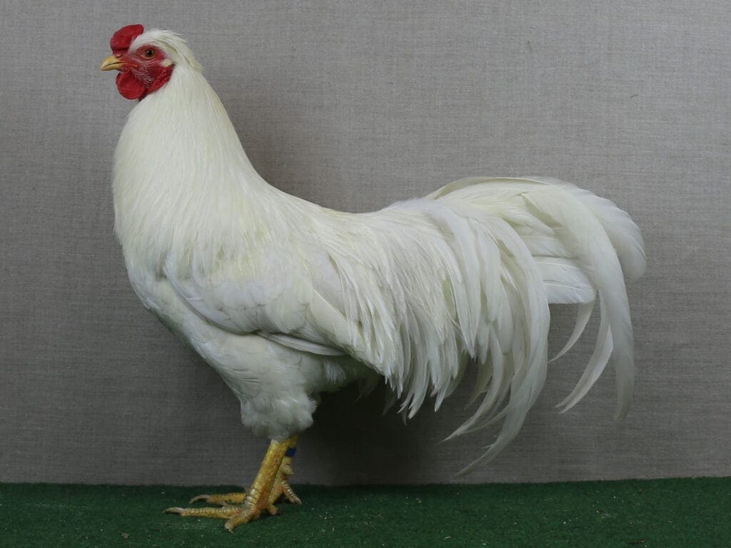 Schijndelaar - neue Rasse mit Schopfbildung