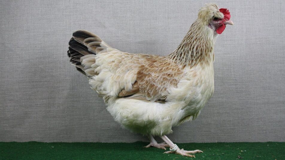 Schopfbildung – besondere Zierde beim Huhn