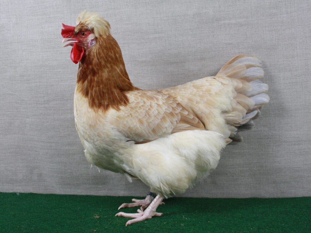 Sulmtaler in Blau-Weizenfarbig