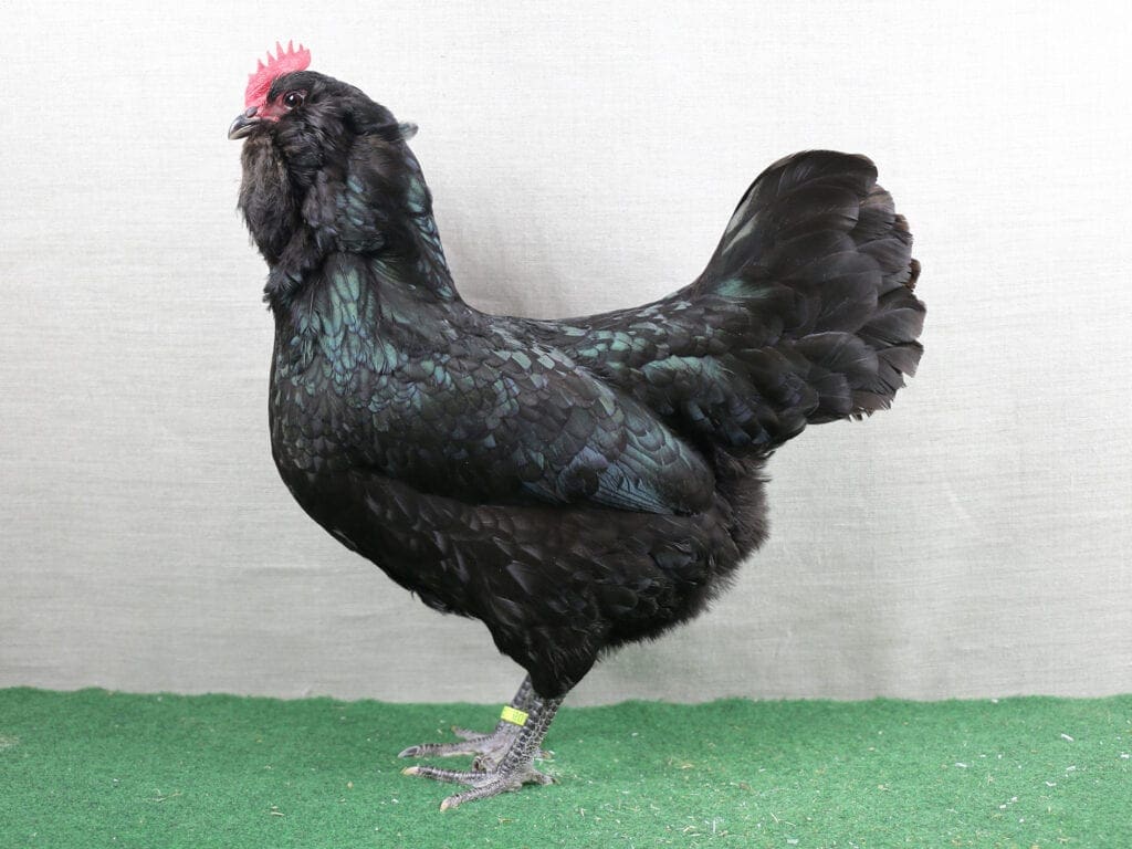 Thüringer Barthuhn in Schwarz