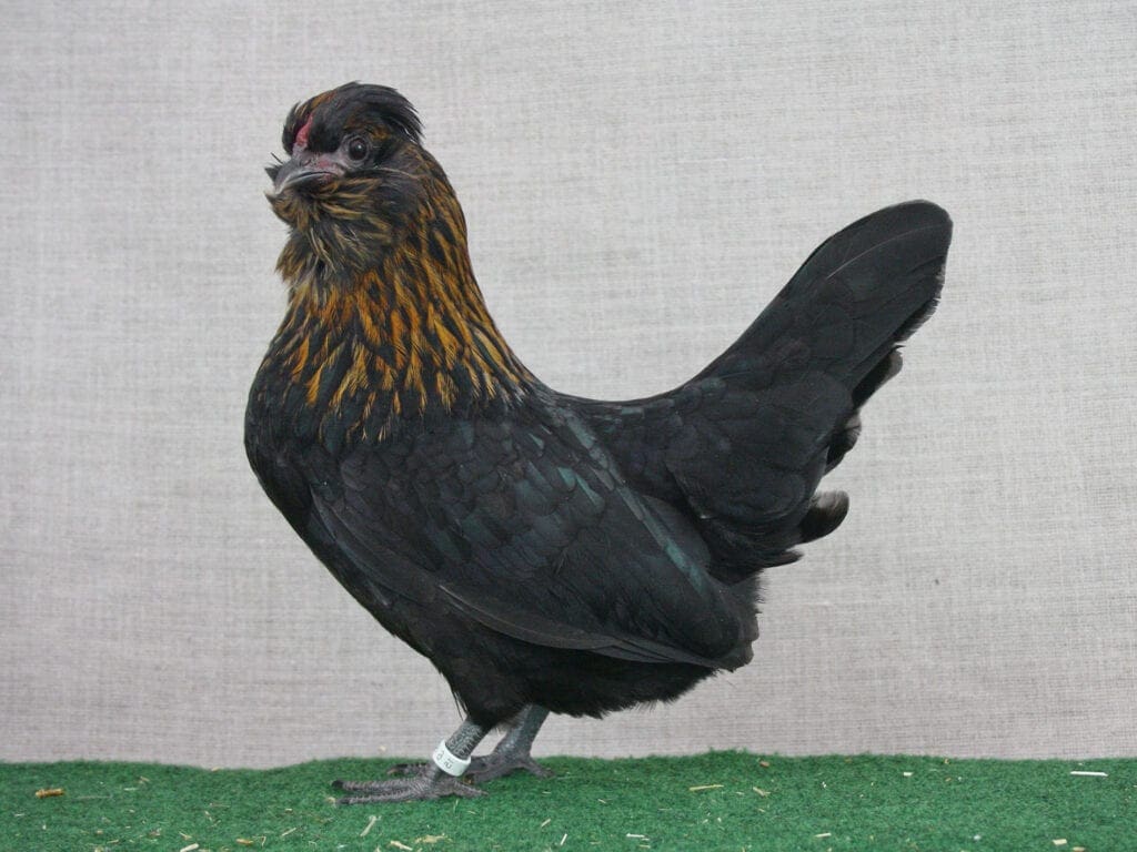 Watermaalsche Bartzwerg-Henne